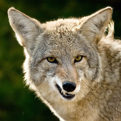 A coyote making a sort of a face.